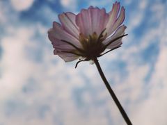 -书亦烧仙草(锦艺城店)