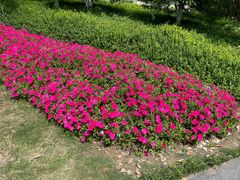-径山花海