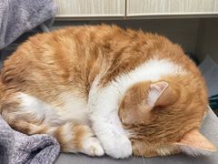-凯特喵百思猫专科医院