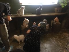-猫猫幼稚园·撸猫·桌游·电玩
