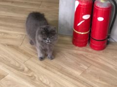 -Vamos巴猫司健身中心(五角场店)