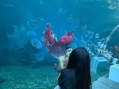-海棠湾洲际-涛·海底餐厅·美人鱼·自助餐·海底隧道
