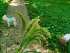 -长白岛森林公园