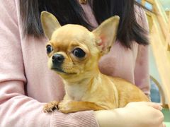 -藦茜花园宠物主题亲子互动体验馆(国顺东路店)