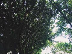 -黄埔古港
