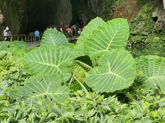 -巴马洞天福地景区