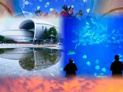 -烟台海昌鲸鲨海洋公园