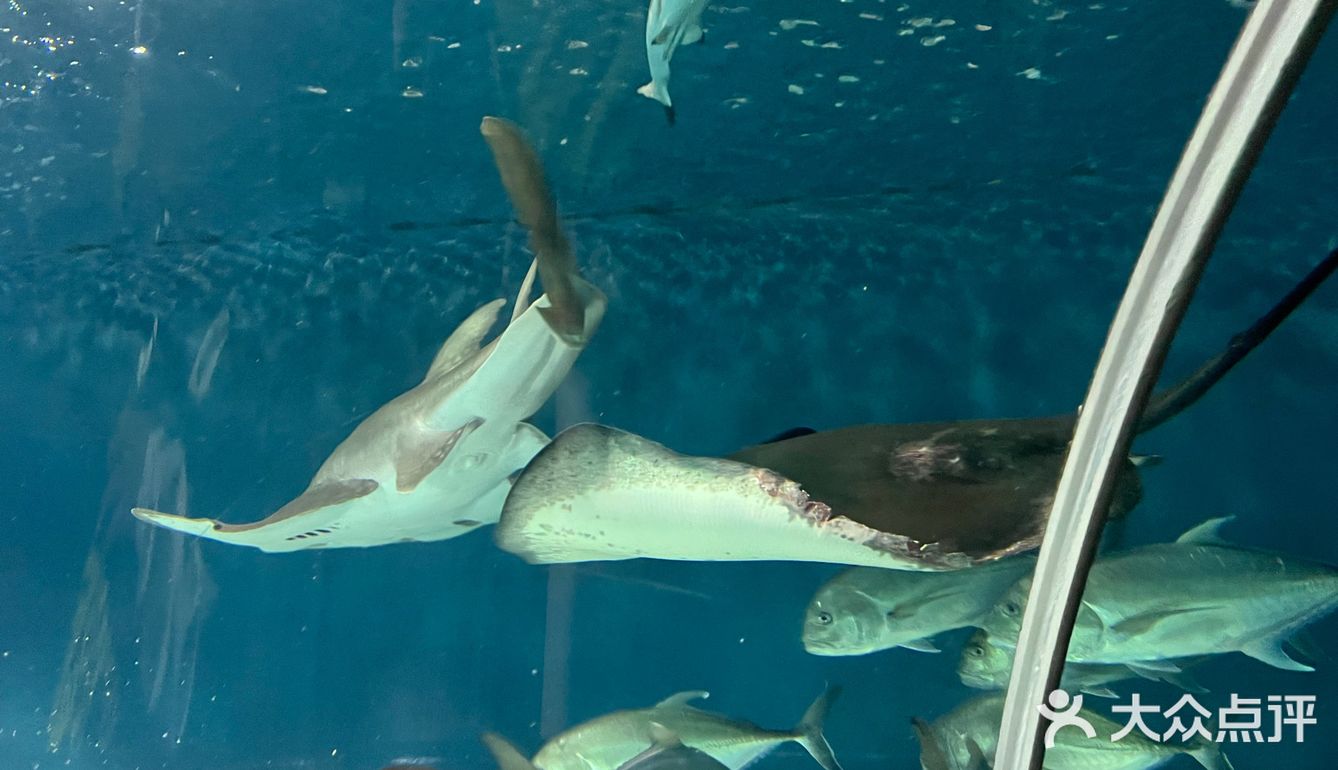 上海海洋水族館 - 吃喝玩樂精選