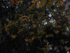 -铁山坪森林公园