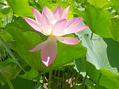 -莲花池公园
