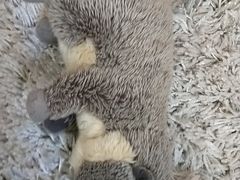 -糕潮(森兰店)