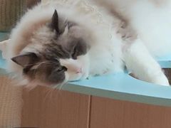 -MOCHA明星猫咖(田子坊店)