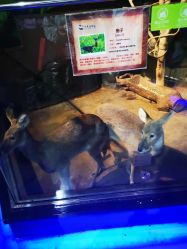 -未来动物城动物主题公园(大悦城店)