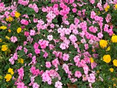 -金山植物公园