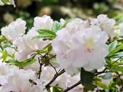 -上海滨江森林公园