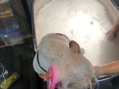 -PETKIT小佩宠物·低压洗护(国顺东路店)