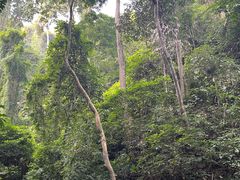 -西双版纳原始森林公园