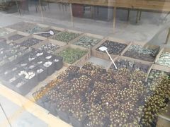 -龙大花卉苗木市场