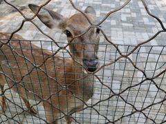 -长白岛森林公园