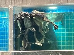 -小鱼儿海鲜港(新村十区店)