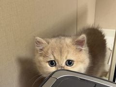 -瑞鹏宠物医院·爱宠堂·骨外专科(西荷分院)