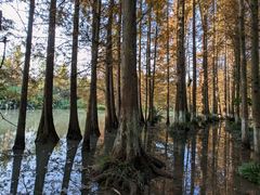 -桤木河湿地公园