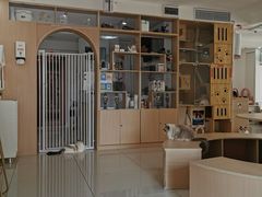 -鼓捣猫呢主题猫咖店