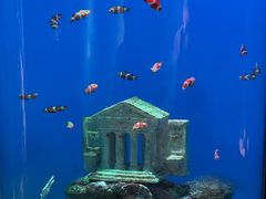 -海合安武汉极地海洋公园