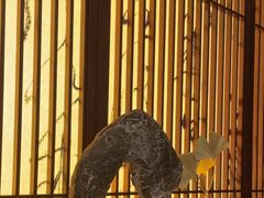 -苏州老字号·苏面斋·秃黄油·三虾面苏式面馆