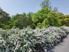 -上海滨江森林公园
