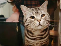 -幸运7纹身刺青Lucky7tattoo