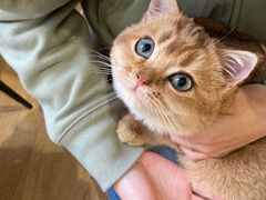 -东方名猫馆·英短金渐层布偶猫舍(环线广场1号楼店)