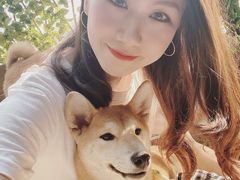-柴犬高等学院·狗咖·柴犬售卖·宠物训练