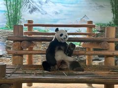 -西霞口神雕山野生动物世界