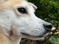 -睿金宠物医院·CT·肿瘤·骨外科