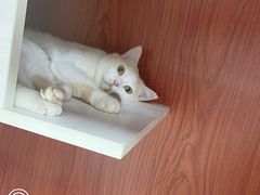 -猫爷宠物生活馆·撸猫馆