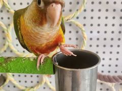 -吉丁鸟咖·异宠·寄养