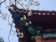 -大觉寺-停车场
