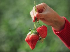 -昌平兴寿秀秀草莓采摘园