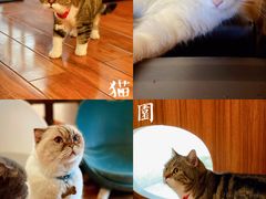 -喵园·猫主题咖啡厅·撸猫·猫咖(国贸店)