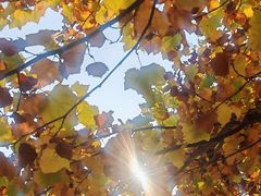 -羊亭河湿地公园