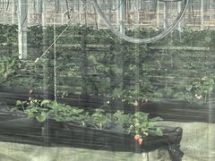 -苏州太湖西山岛开心农场