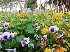 -南宁花花大世界景区