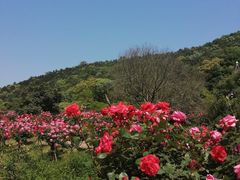 -龙寺生态园