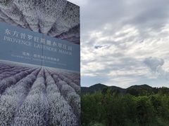 -北京东方普罗旺斯薰衣草庄园