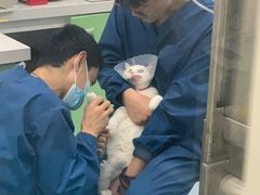 -佳怡动物医院·平价24小时·猫专科骨外科