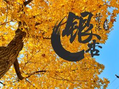 -三里屯东五街银杏大道
