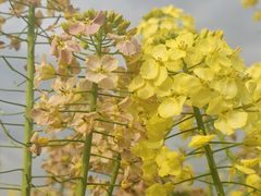 -中国天府农业博览园