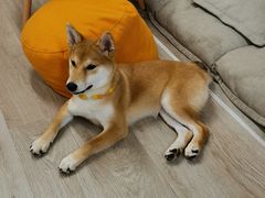 -柴迷FANS CLUB·柴犬狗咖·猫咖