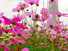 -海心沙亚运公园